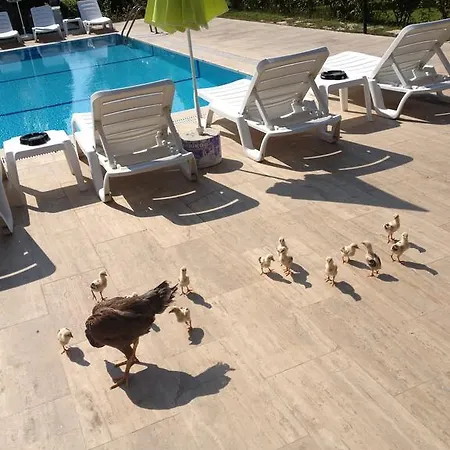 Melodi Club Davutlar